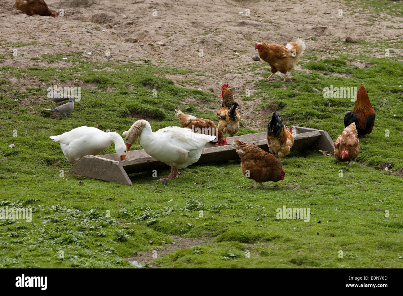 Free range chickens on British farm outdoors Stock Photo