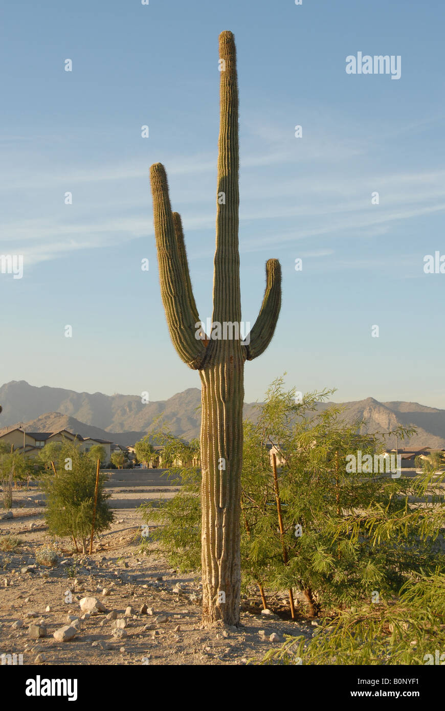 A cactus in a desert of Arizona. Stock Photo
