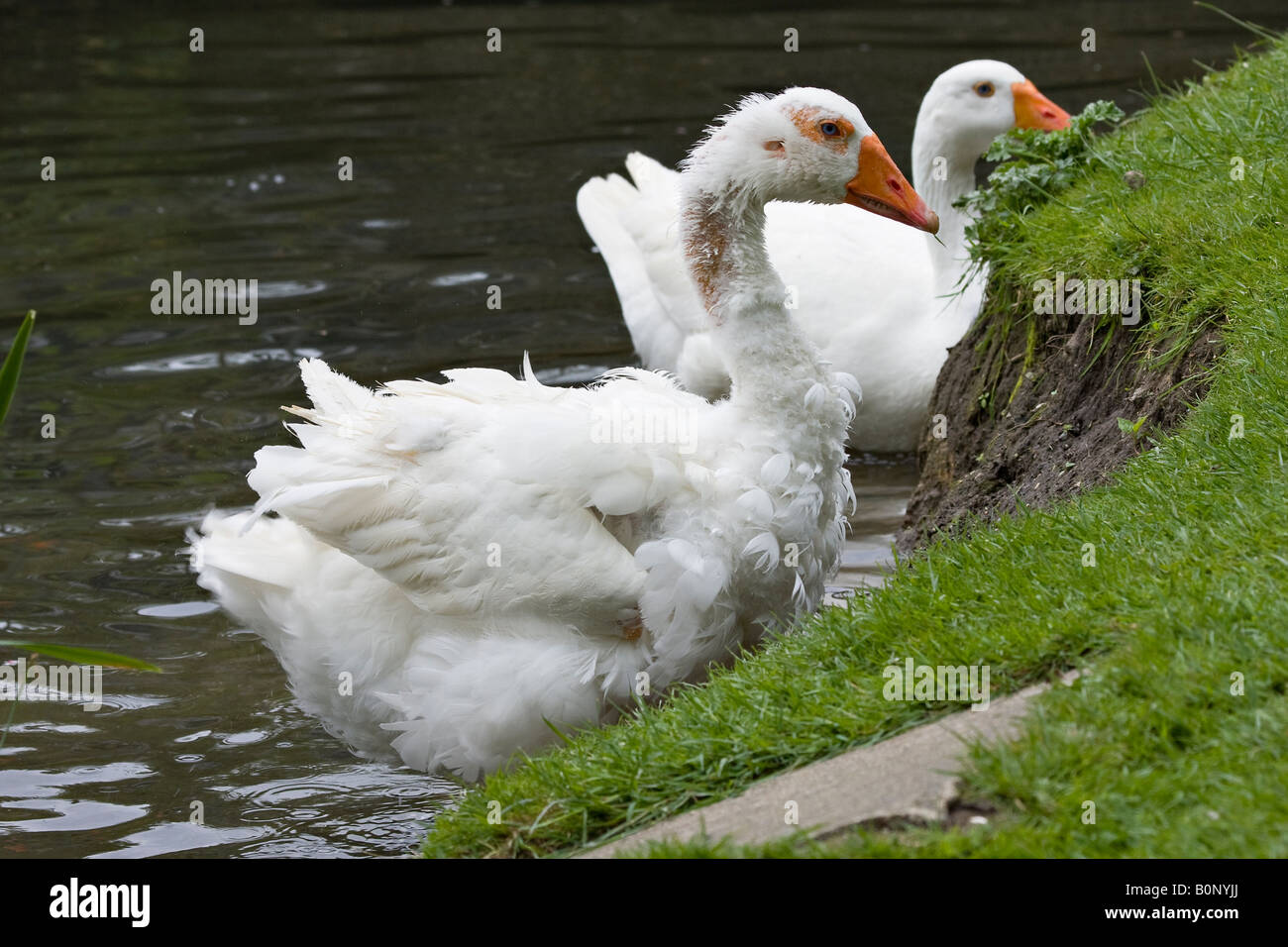 Large white Aylesbury duck showing signs of feather loss Stock Photo