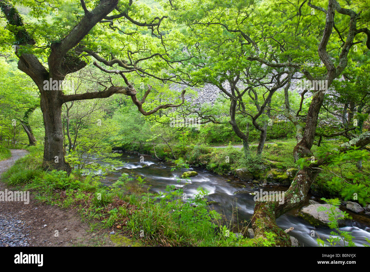 Spring foliage on the Sessile Oaks overlooking the East Lyn River at Watersmeet in Exmoor National Park Devon England Stock Photo