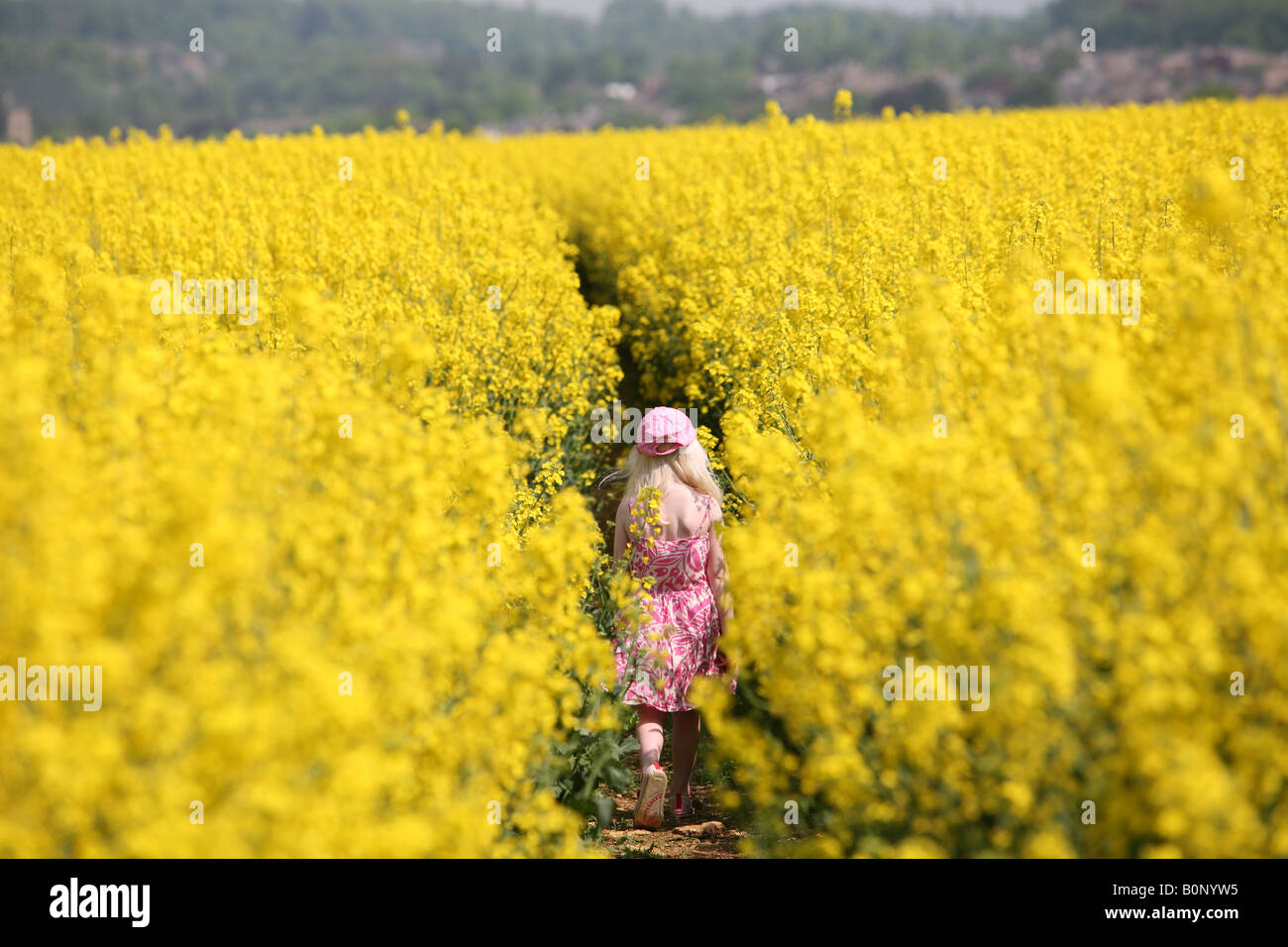 Blonde little Girl walking in a field of rapeseed Stock Photo - Alamy