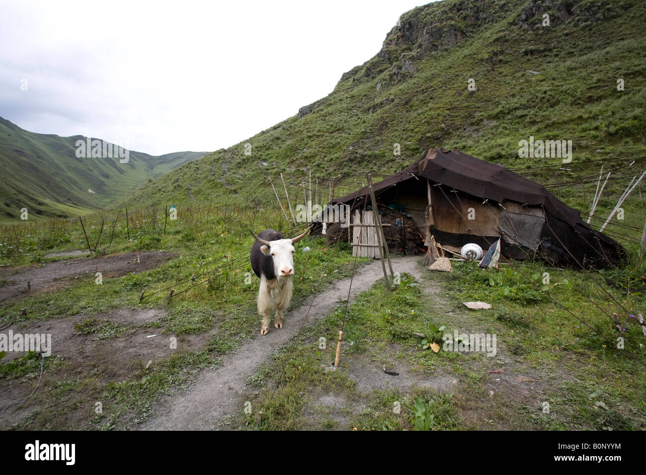 Curious Tibitan yak in front of a yak hair tent Stock Photo Alamy