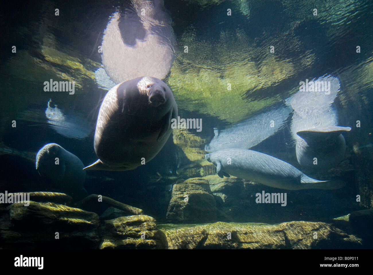 Floating West Indian manatees and their reflections in tank, Sea World, Orlando, Florida Stock ...