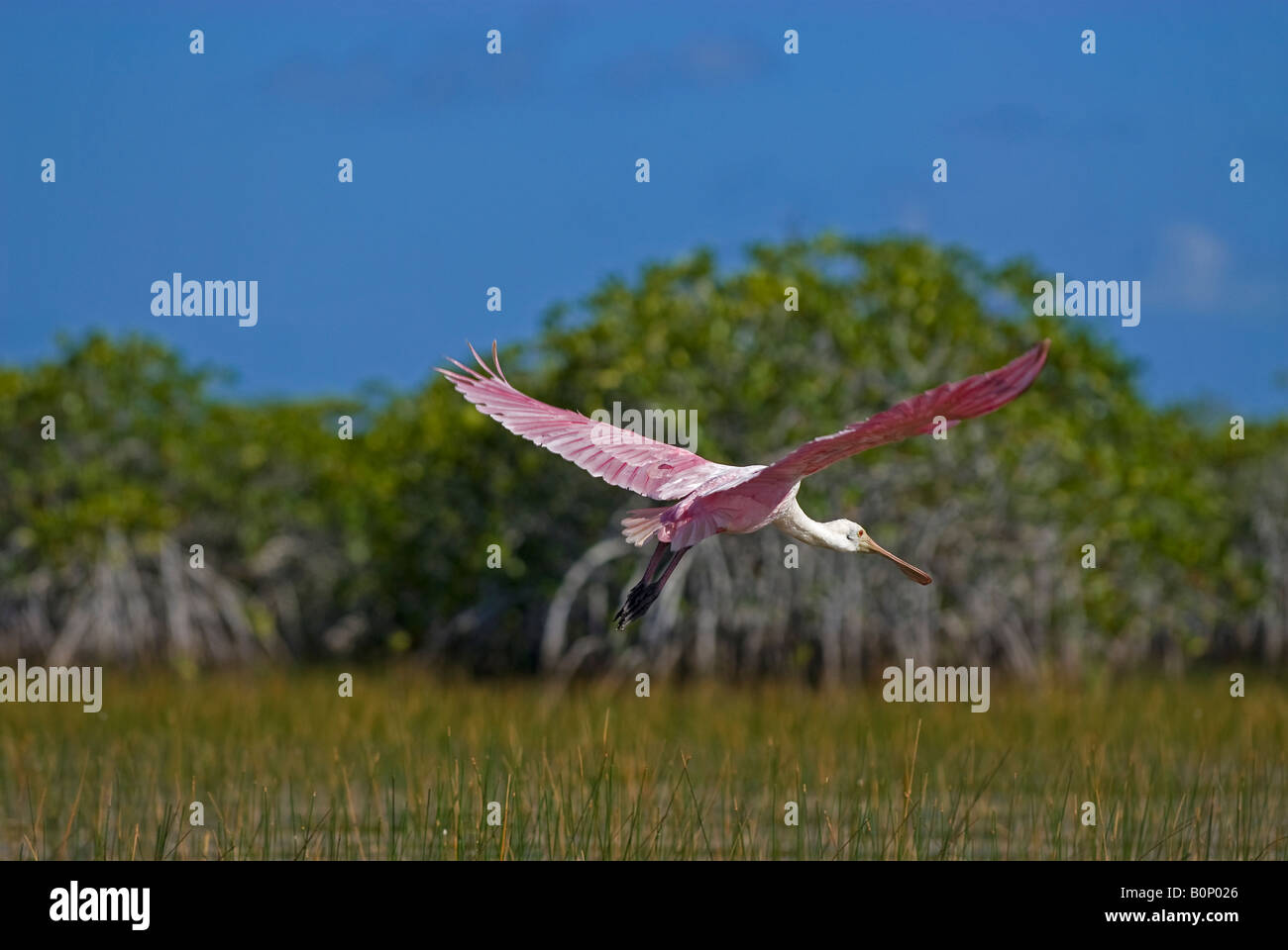 Roseate Spoonbill flies over mangrove swamp, Everglades National Park ...