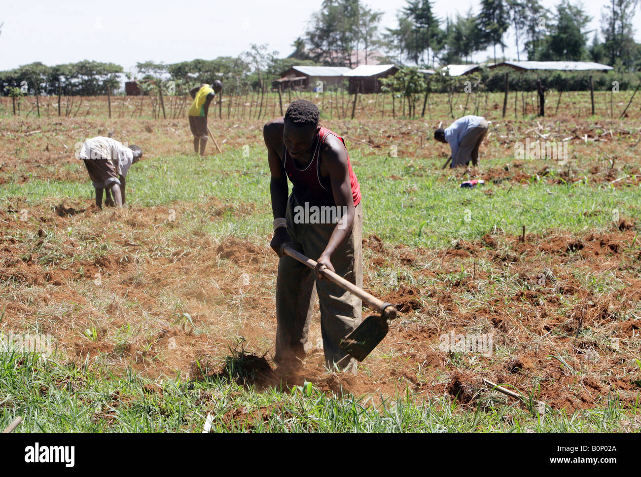 Kenya young men planting a maize field near Eldoret Stock Photo Alamy