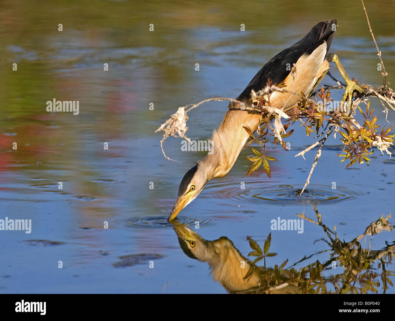 Little Bittern catching food in lake, Lesbos. Stock Photo