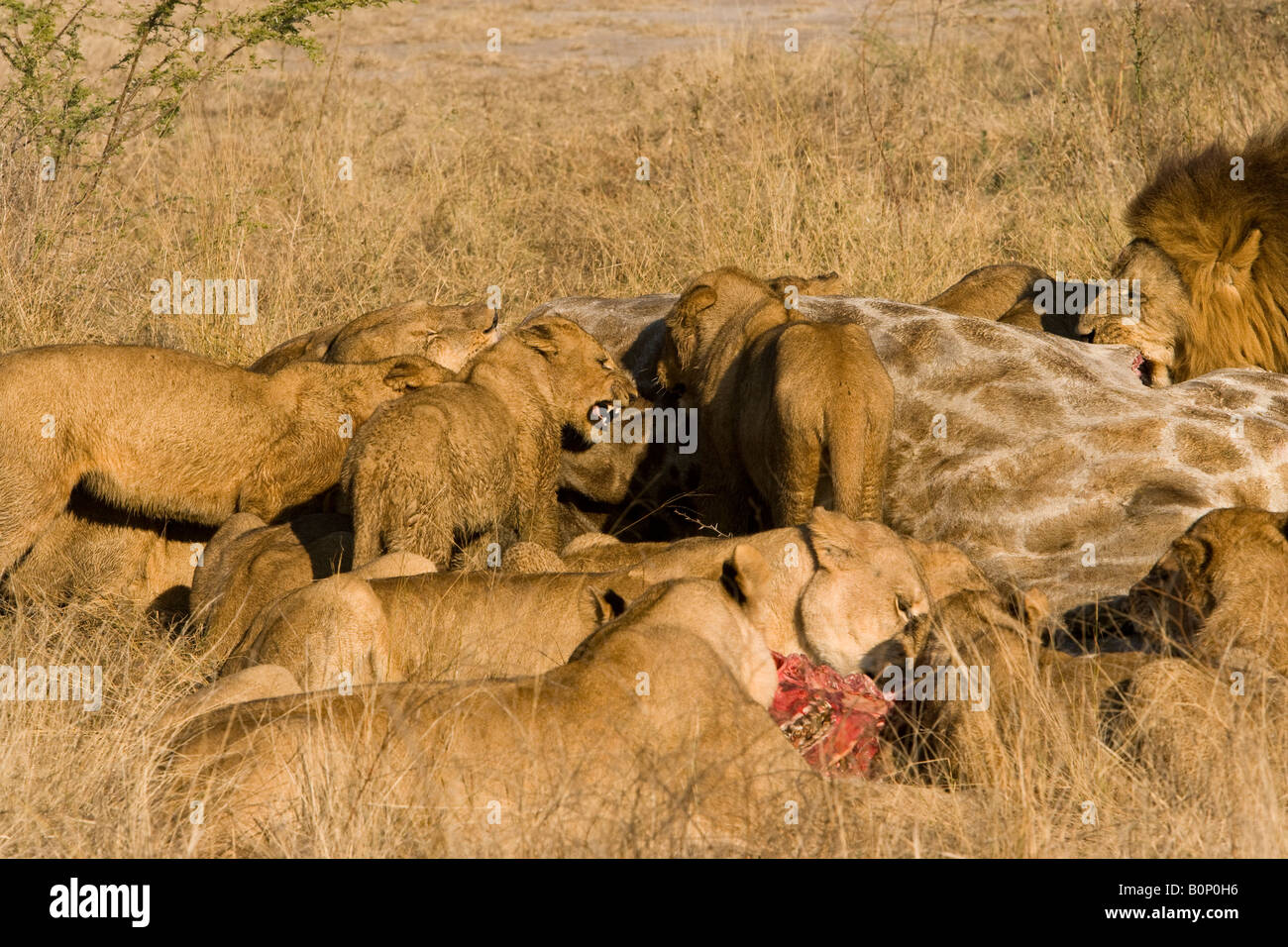 Large Pride of African Lions fight as they feed on prey a recent giraffe kill male lion eating with group wildlife attraction Okavango Botswana Africa Stock Photo