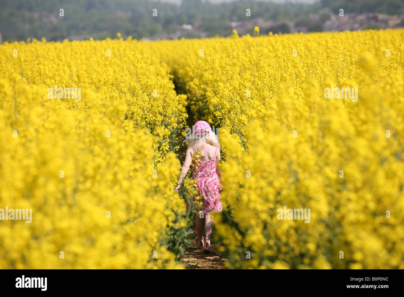 Blonde little Girl walking in a field of rapeseed Stock Photo - Alamy