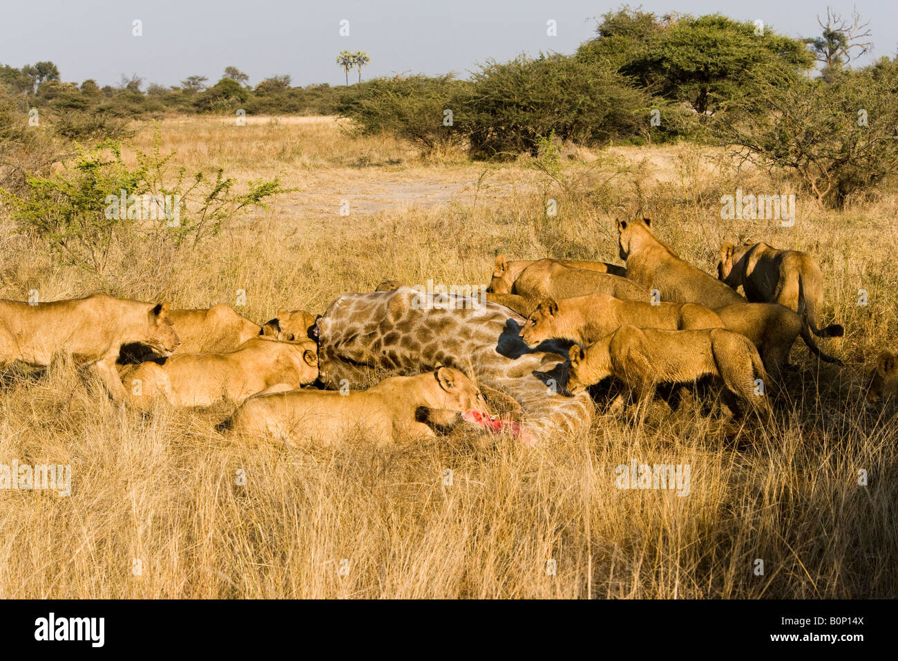 Large pride of Lions feed on a recent giraffe kill young lions wait their turn to eat in tall grass savanna Okavango Delta Botswana Africa Stock Photo