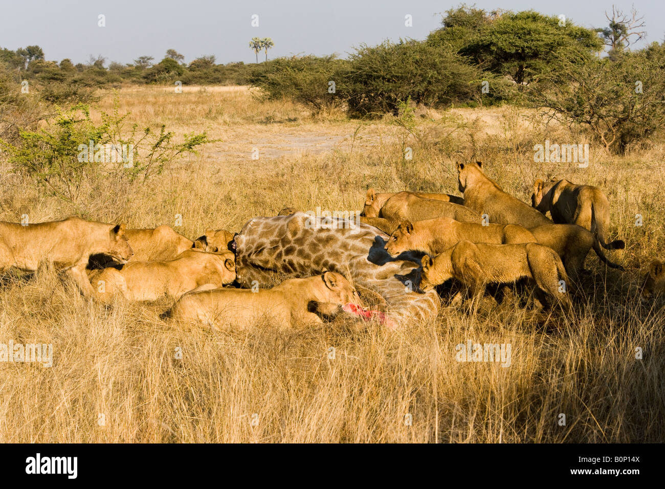 Large pride of Lions feed on a recent giraffe kill young lions wait ...