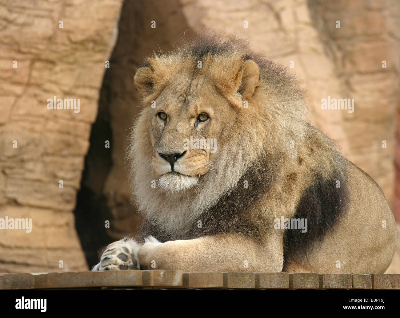Lion sitting hi-res stock photography and images - Alamy