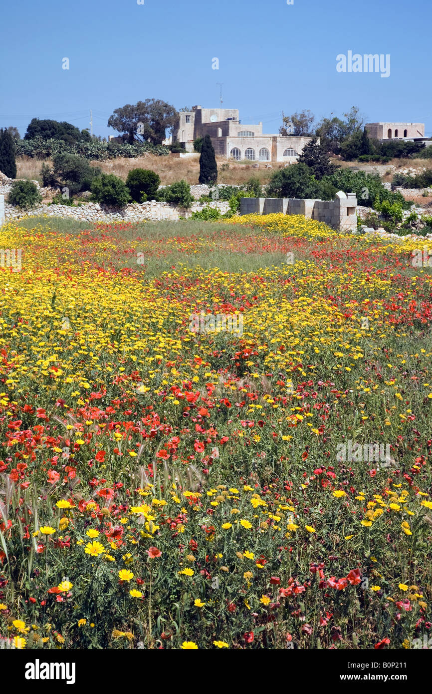 Red and Yellow Wild Flowers  Spring in Malta Stock Photo