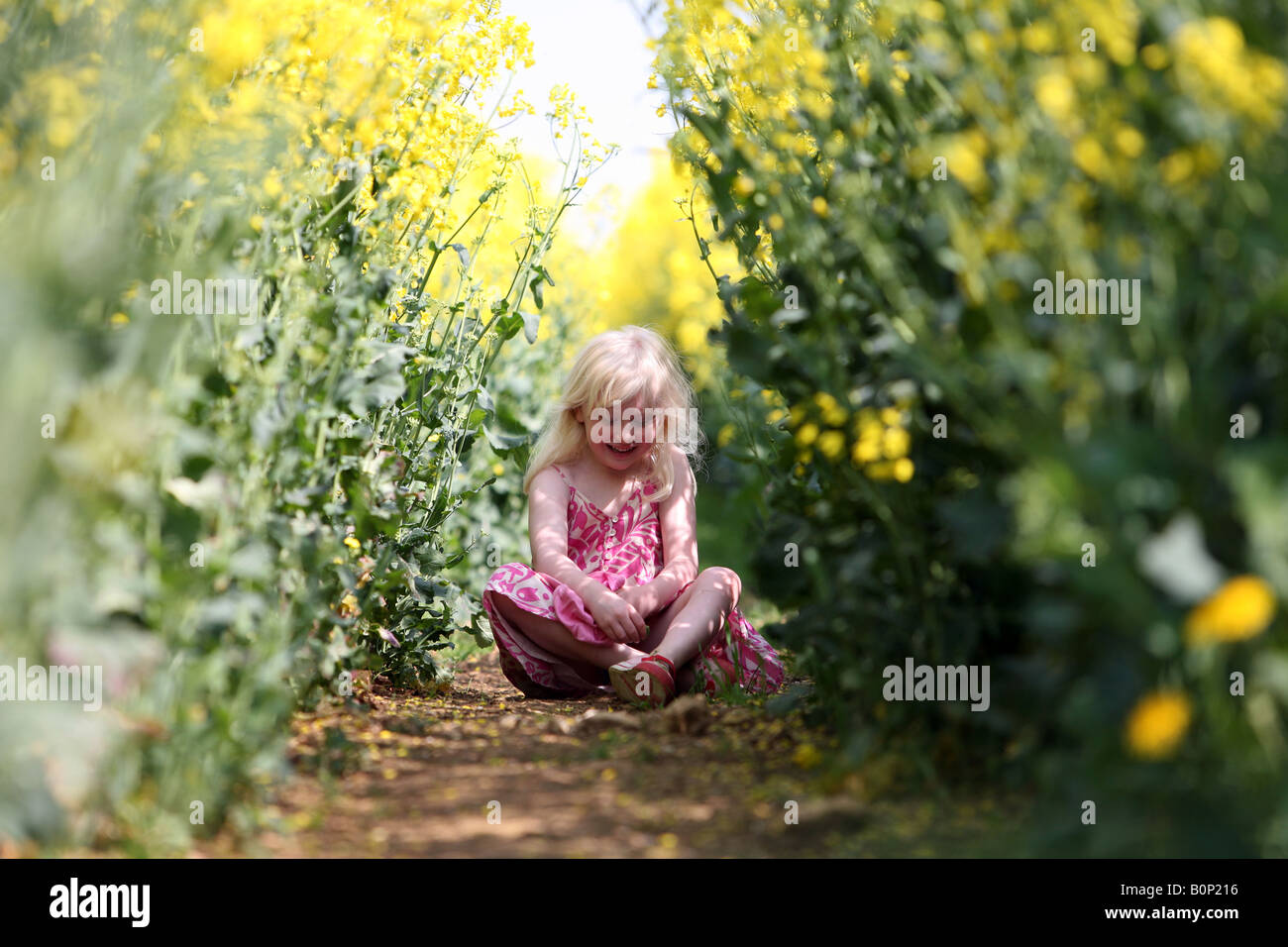 Blonde little Girl sitting in a field of rapeseed Stock Photo - Alamy