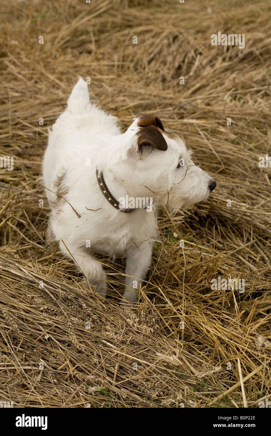 Jack Russell terrier n a mown field of hay hunting for rabbits Stock