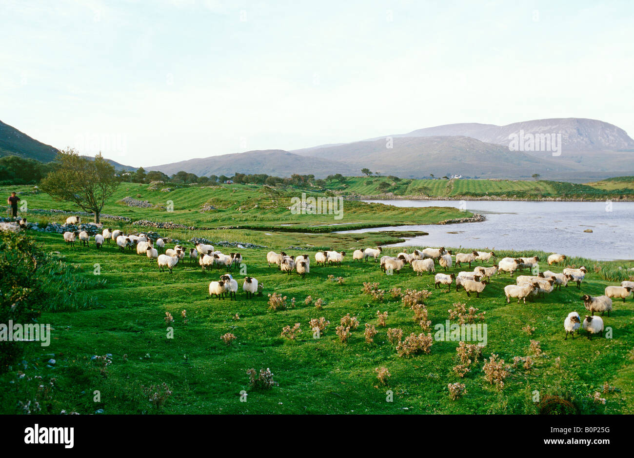 Sheep Grazing, Fields near Mallaranny, Ireland Stock Photo