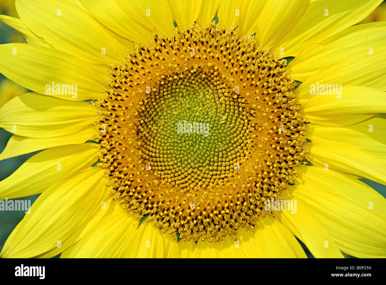 Close up of sunflower Stock Photo