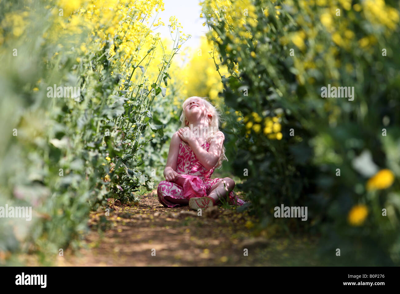 Blonde little Girl sitting in a field of rapeseed Stock Photo - Alamy