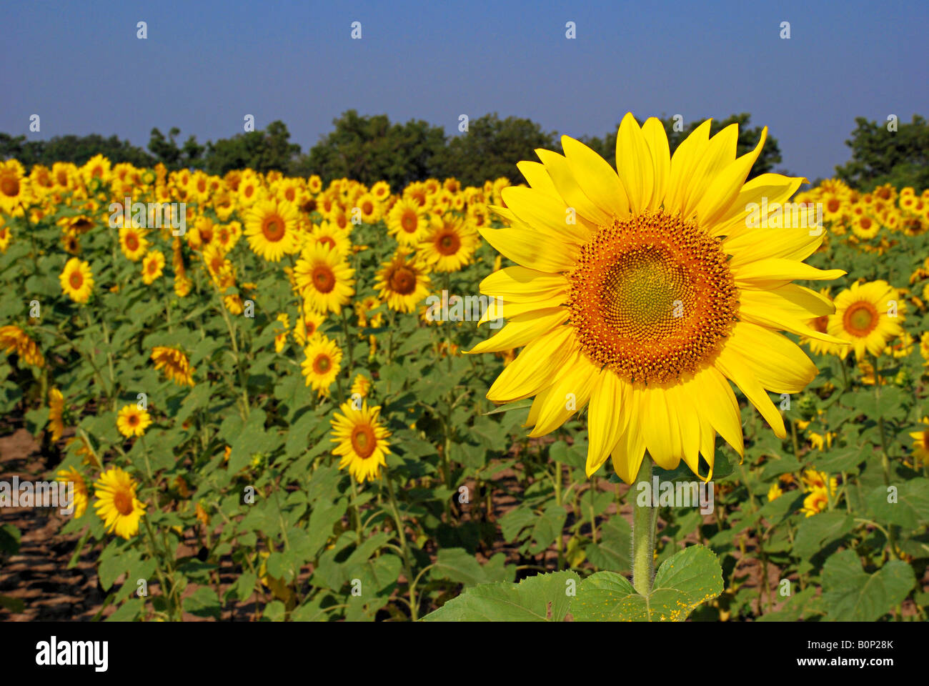 Helianthus or sunflower field Stock Photo