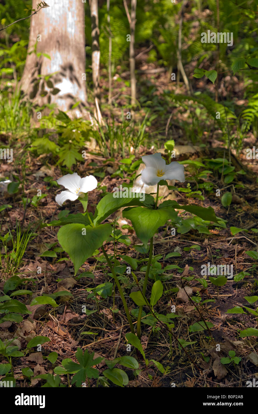 The Trillium the Official Emblem of Ontario Stock Photo