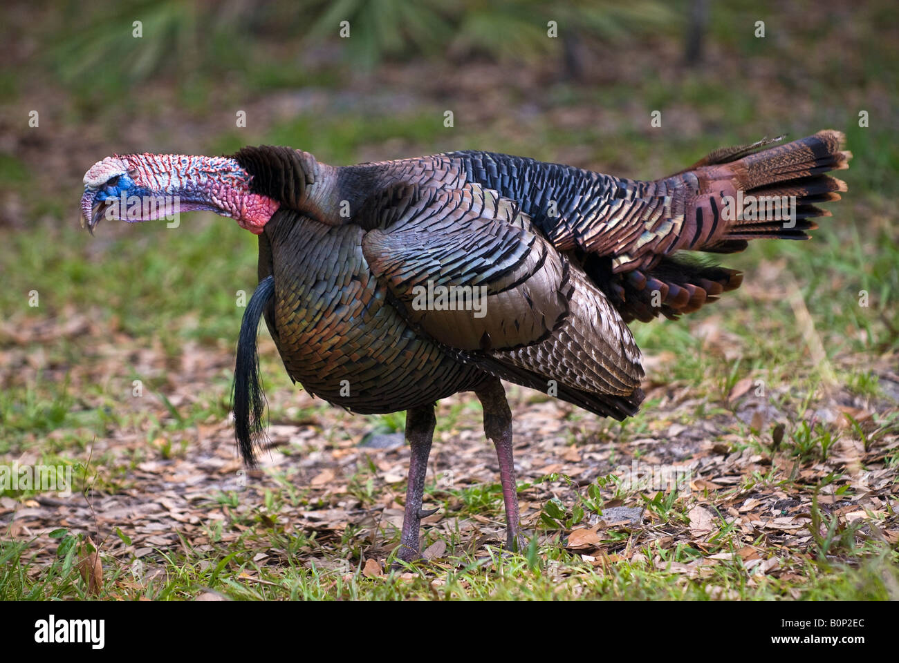 Male Wild Turkey gobbles to attract mate, Lake Kissimmee State Park,  Florida Stock Photo - Alamy