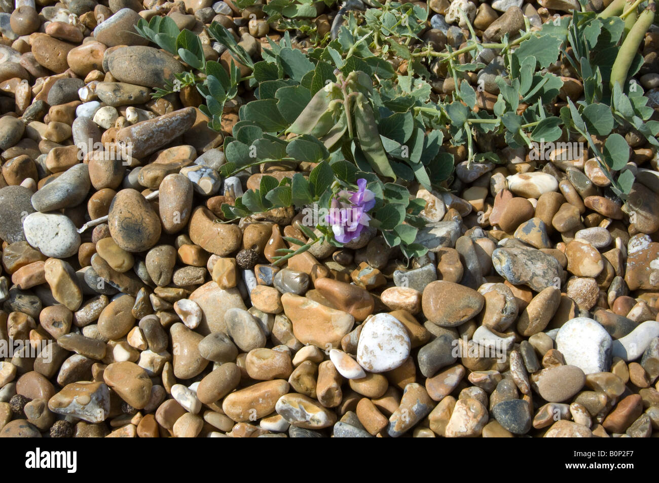 Lathyrus maritimus, the Sea Pea, on shingle beach in Suffolk Stock Photo