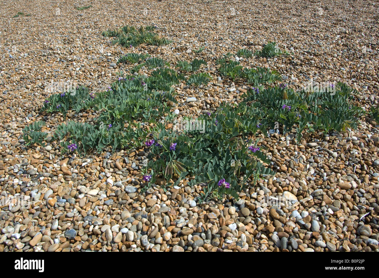 Colony of Lathyrus maritimus, the Sea Pea, on shingle beach in Suffolk Stock Photo