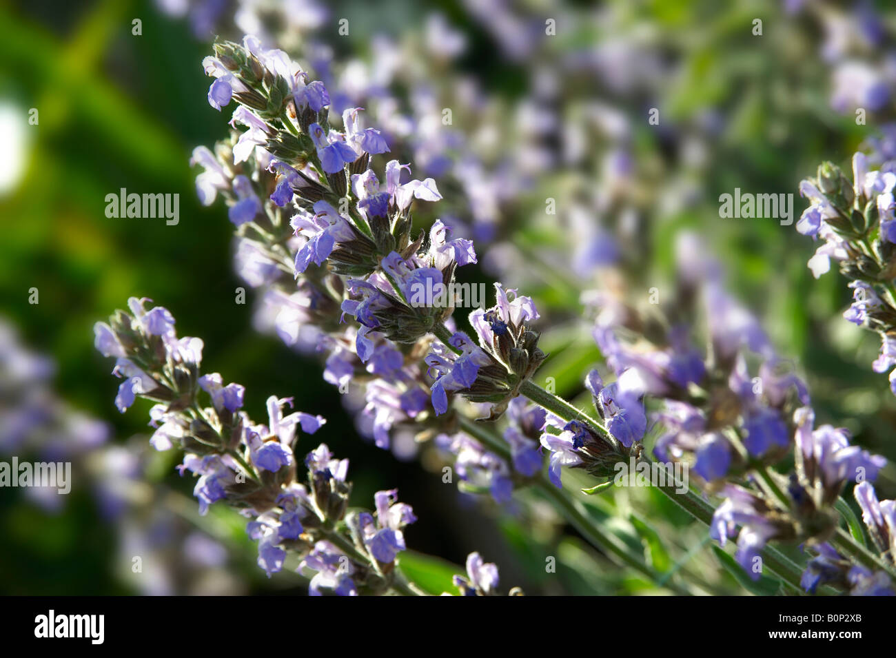 close up of garden sage flowers growing outside in the sun Stock Photo