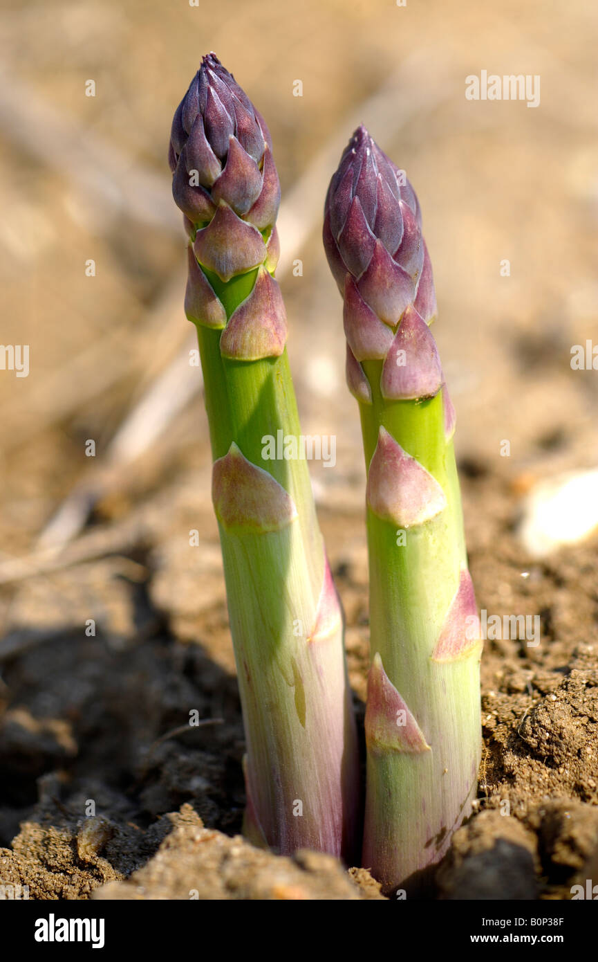 Asparagus growing in a field Stock Photo Alamy