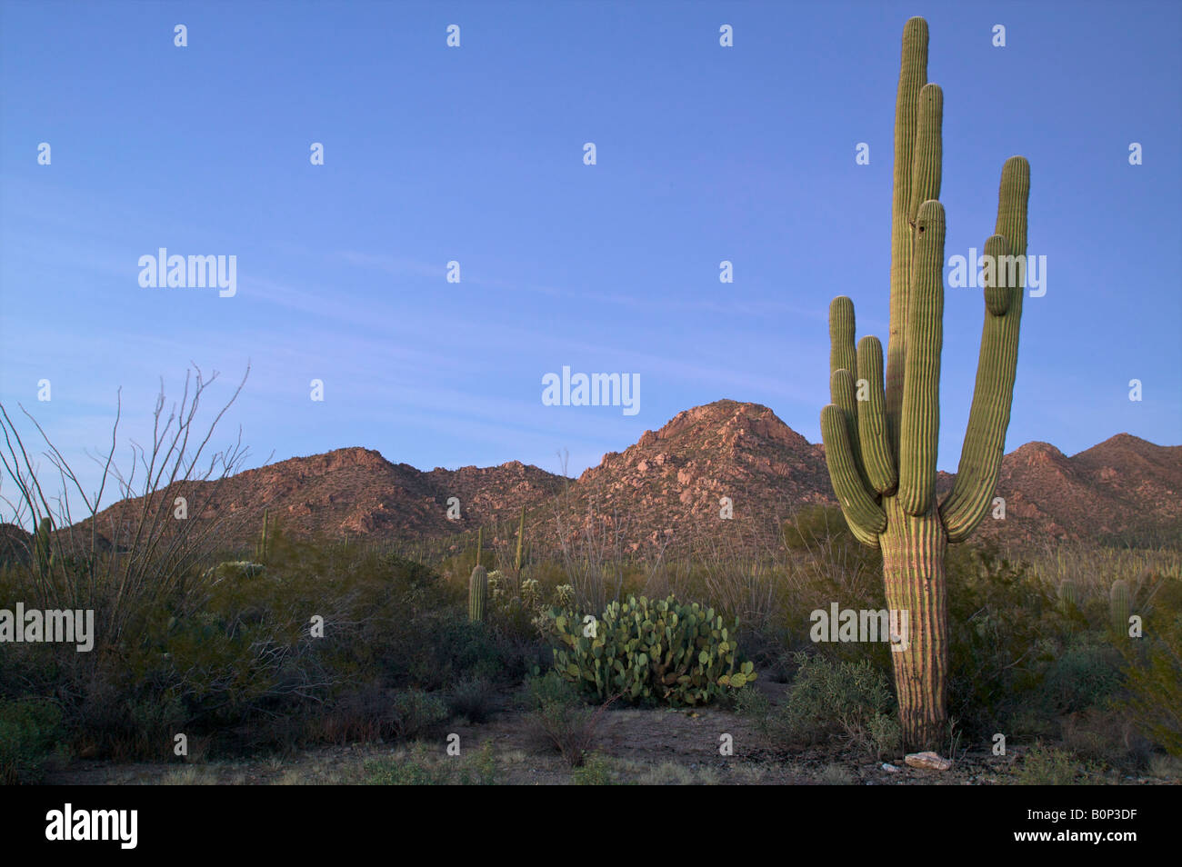 Desert Scene at sunset with Saguaro Cactus in Arizona Stock Photo - Alamy
