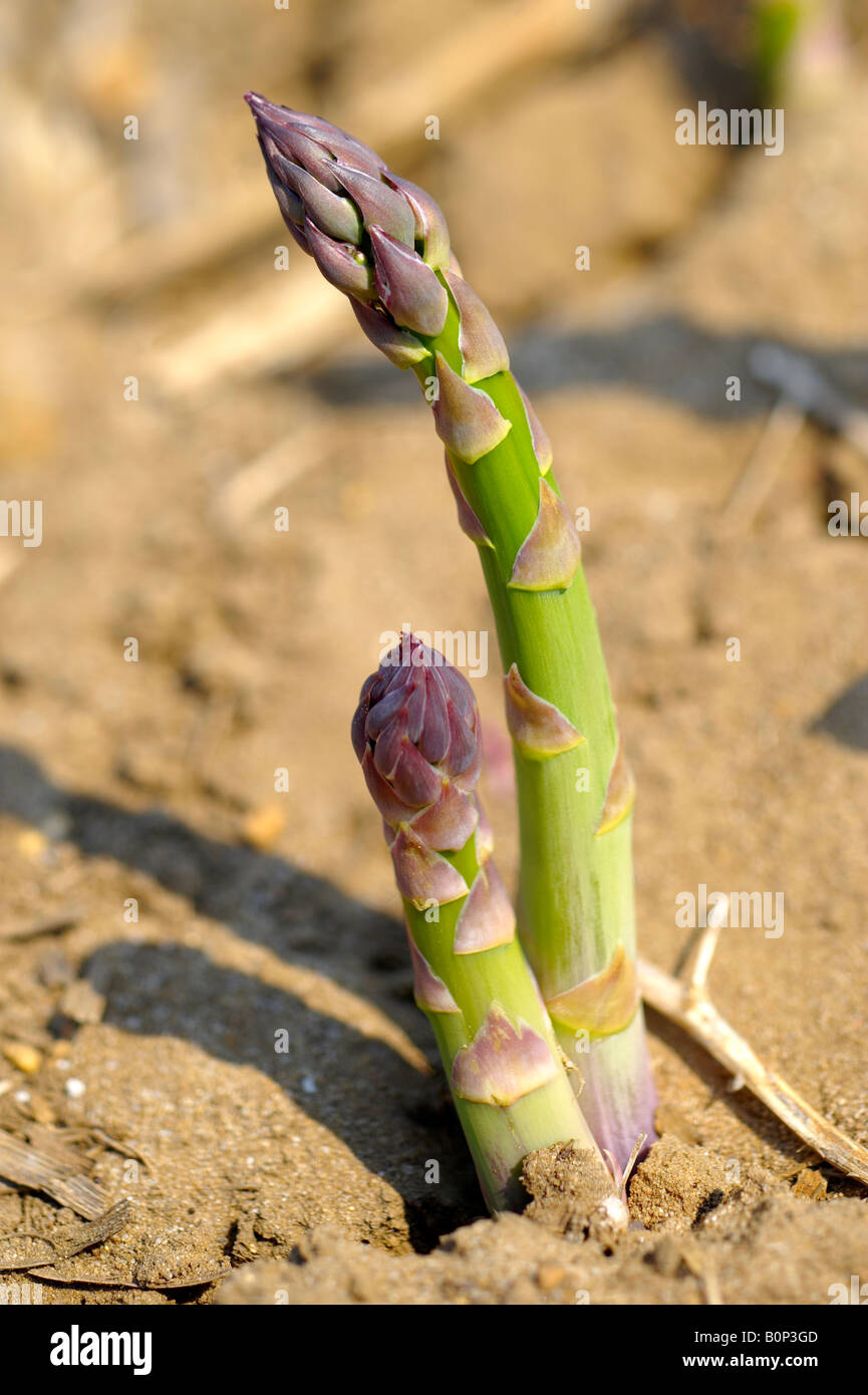 Asparagus growing in a field Stock Photo Alamy