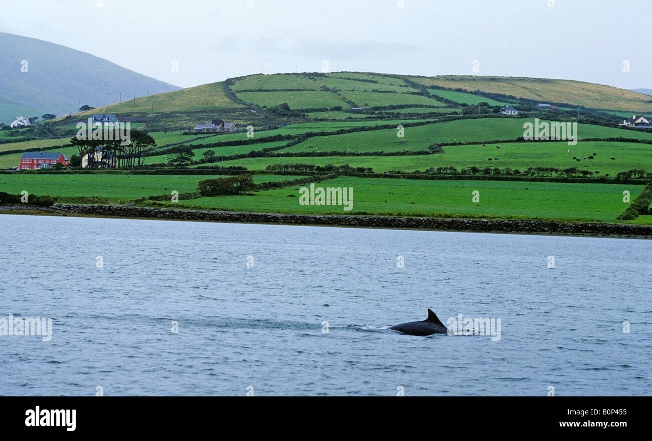 Fungi the Dolphin, Dingle Bay, Ireland Stock Photo