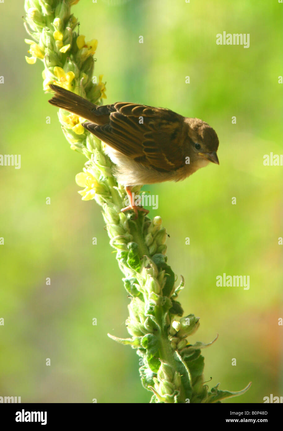 Sparrow on Flower Spike Stock Photo - Alamy