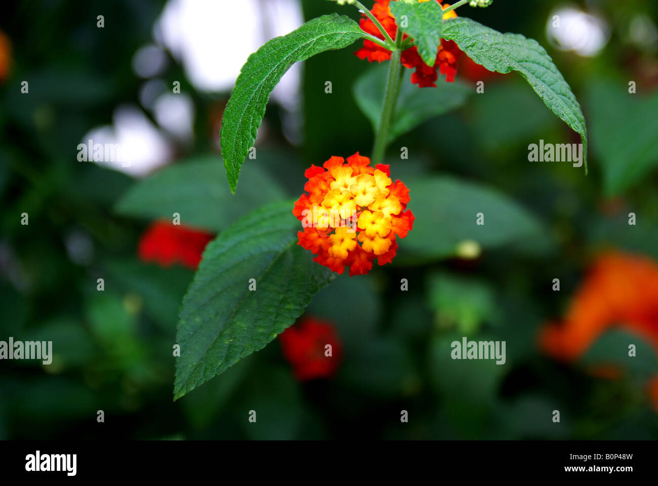 Tiny colurful flowers Lantana Stock Photo