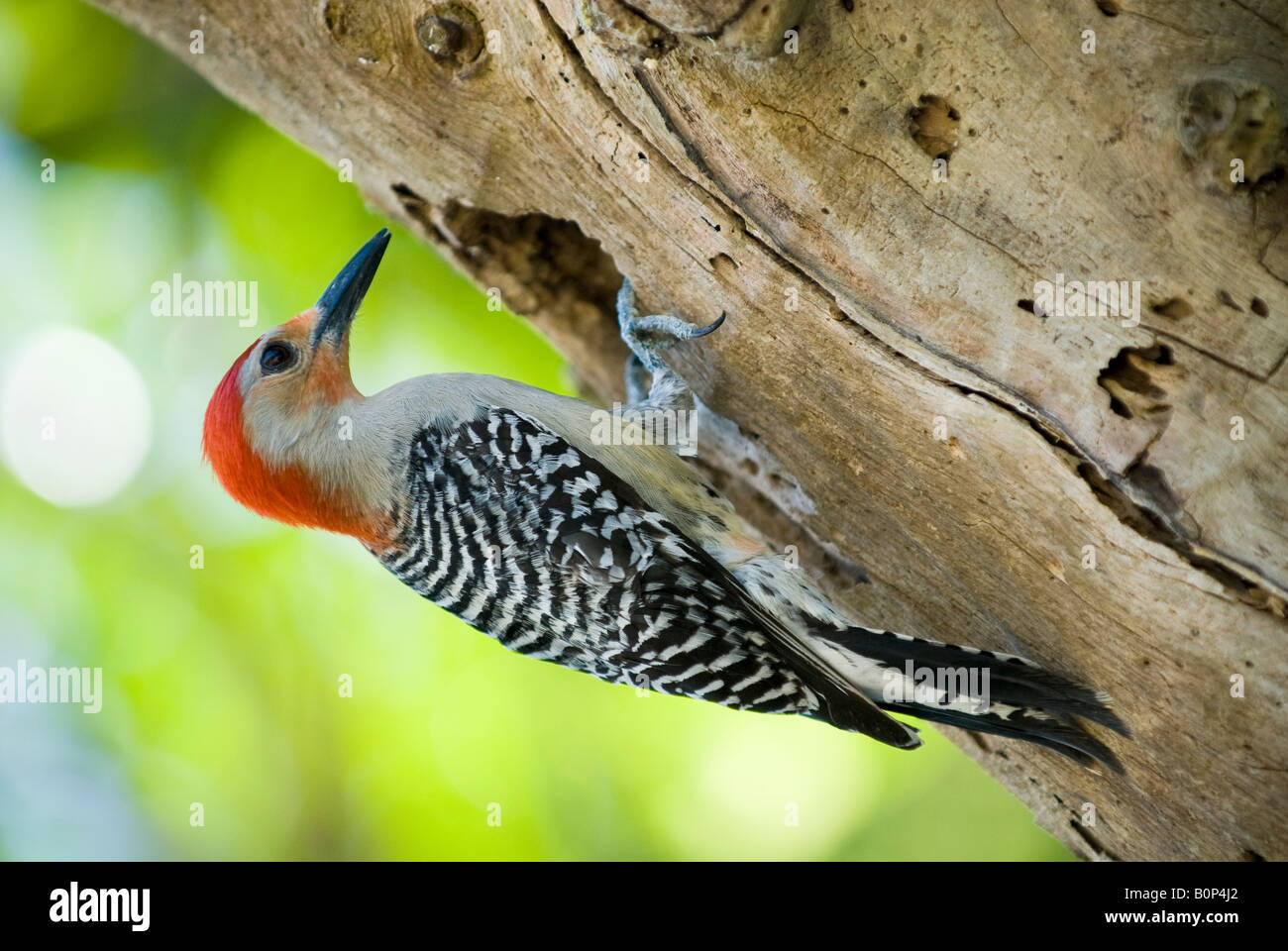 Red-bellied Woodpecker hollows out dead tree trunk for home, Anhinga Trail, Everglades National Park, Florida Stock Photo