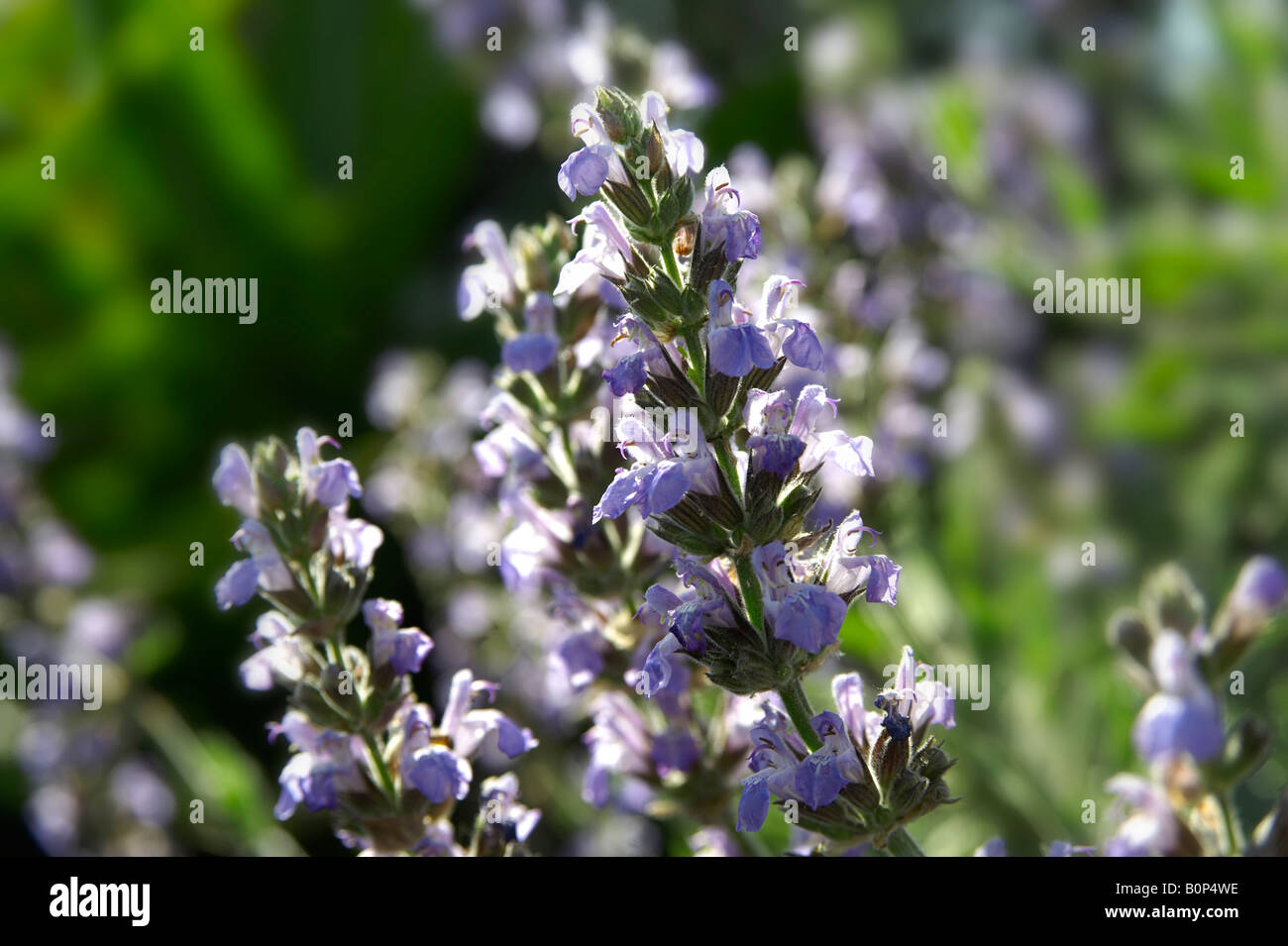 close up of garden sage flowers growing outside in the sun Stock Photo