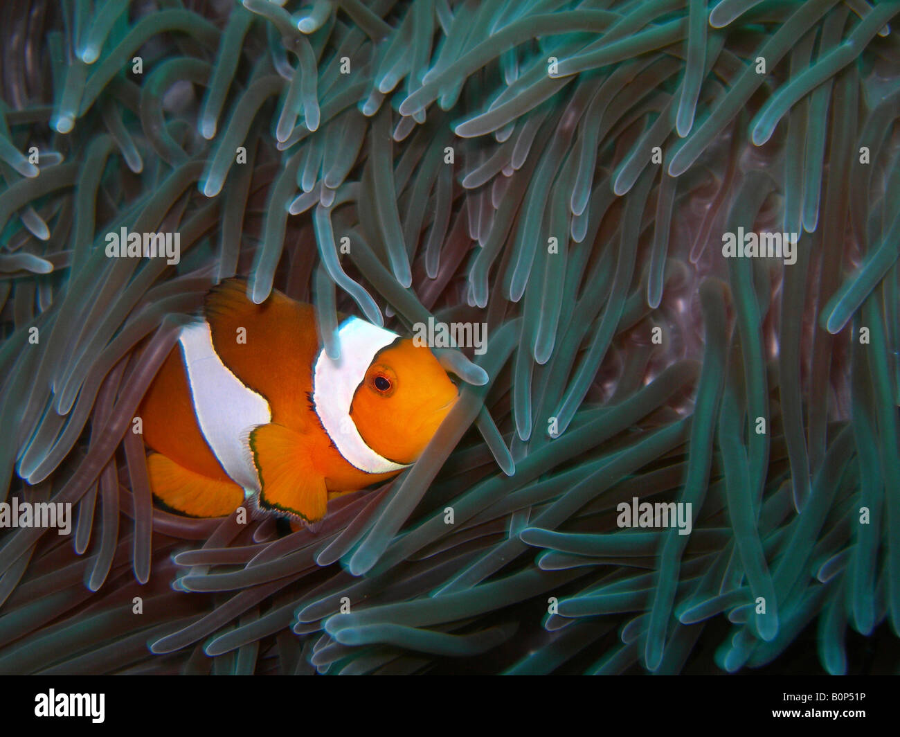 "clown anemonefish" Stock Photo