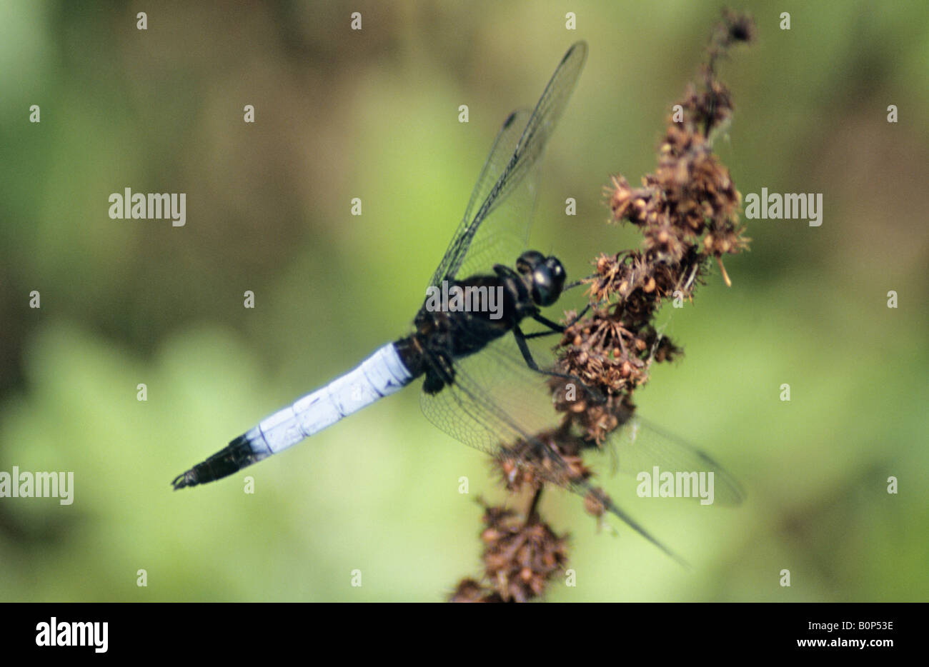 blue tailed forest hawk (male) (orthetrum triangulare) at tawang-bomdila road arunachal, india Stock Photo