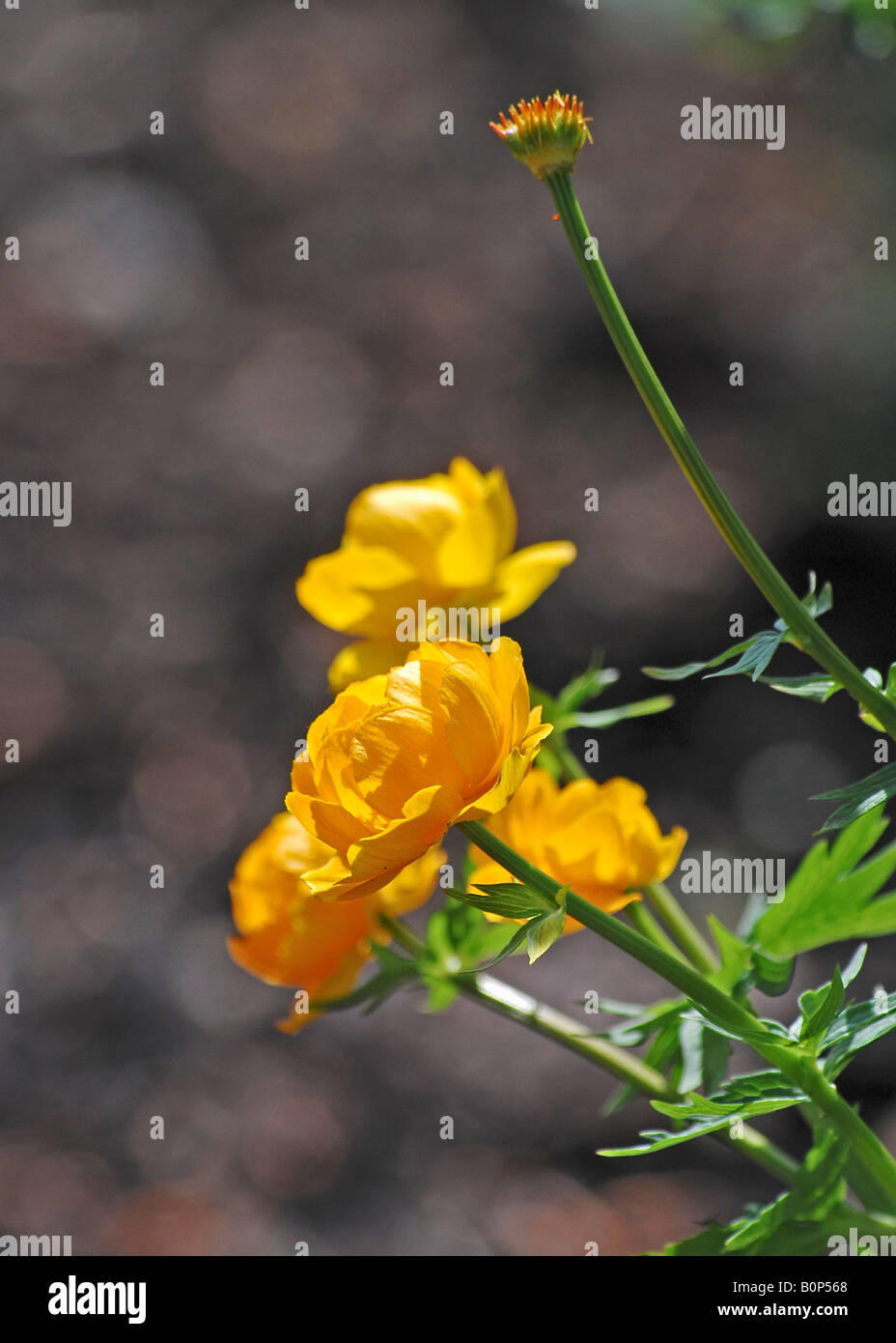 Trollius x cultorum (Globeflower) Stock Photo