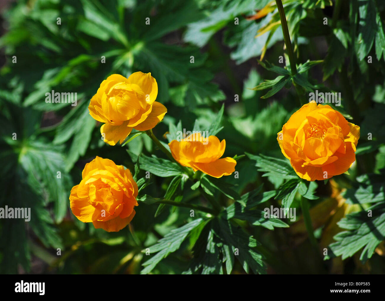 Trollius x cultorum (Globeflower) Stock Photo