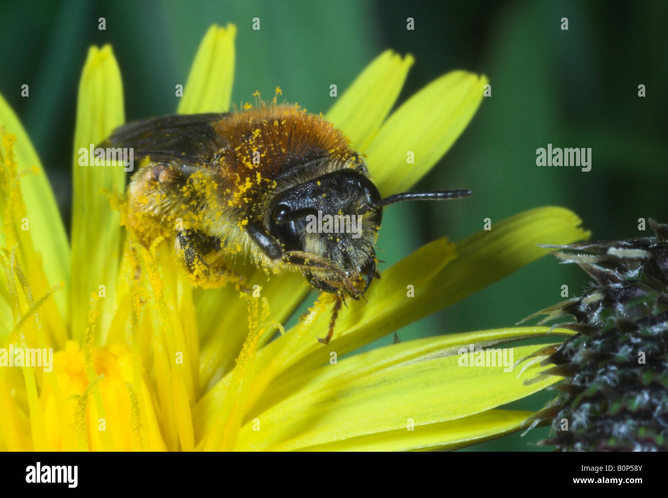 Bee covered in pollen on yellow flower. Somerset. UK Stock Photo - Alamy