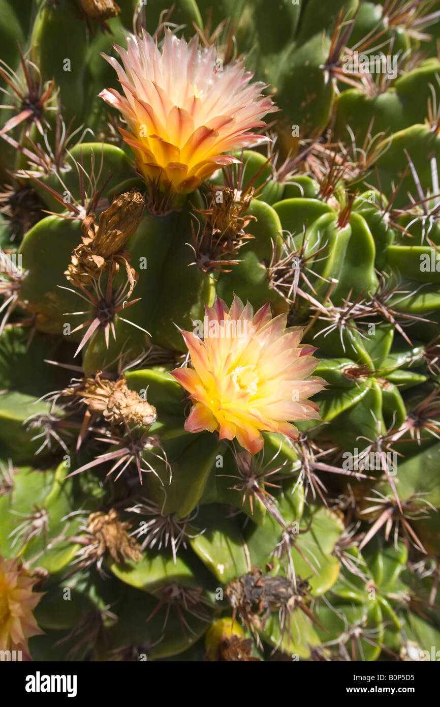 Fleur cactus hi-res stock photography and images - Alamy