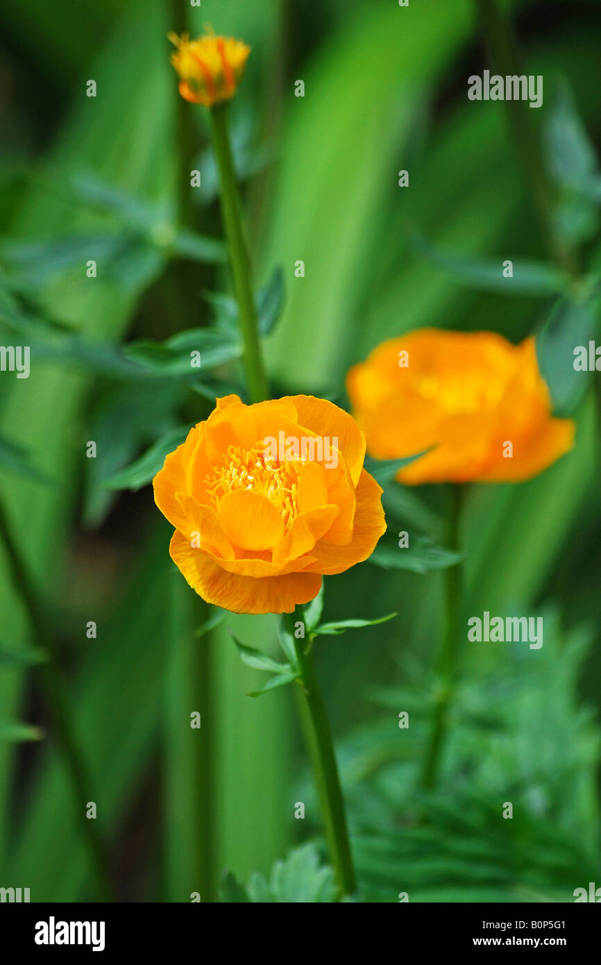 Trollius x cultorum (Globeflower) Stock Photo