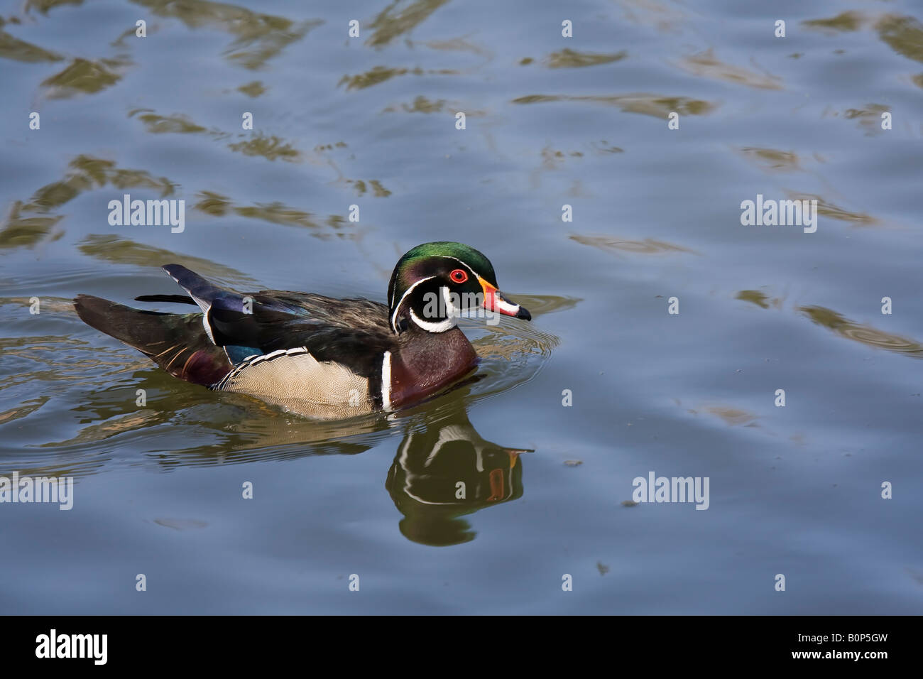 Wood Duck, Aix Sponsa Stock Photo Alamy