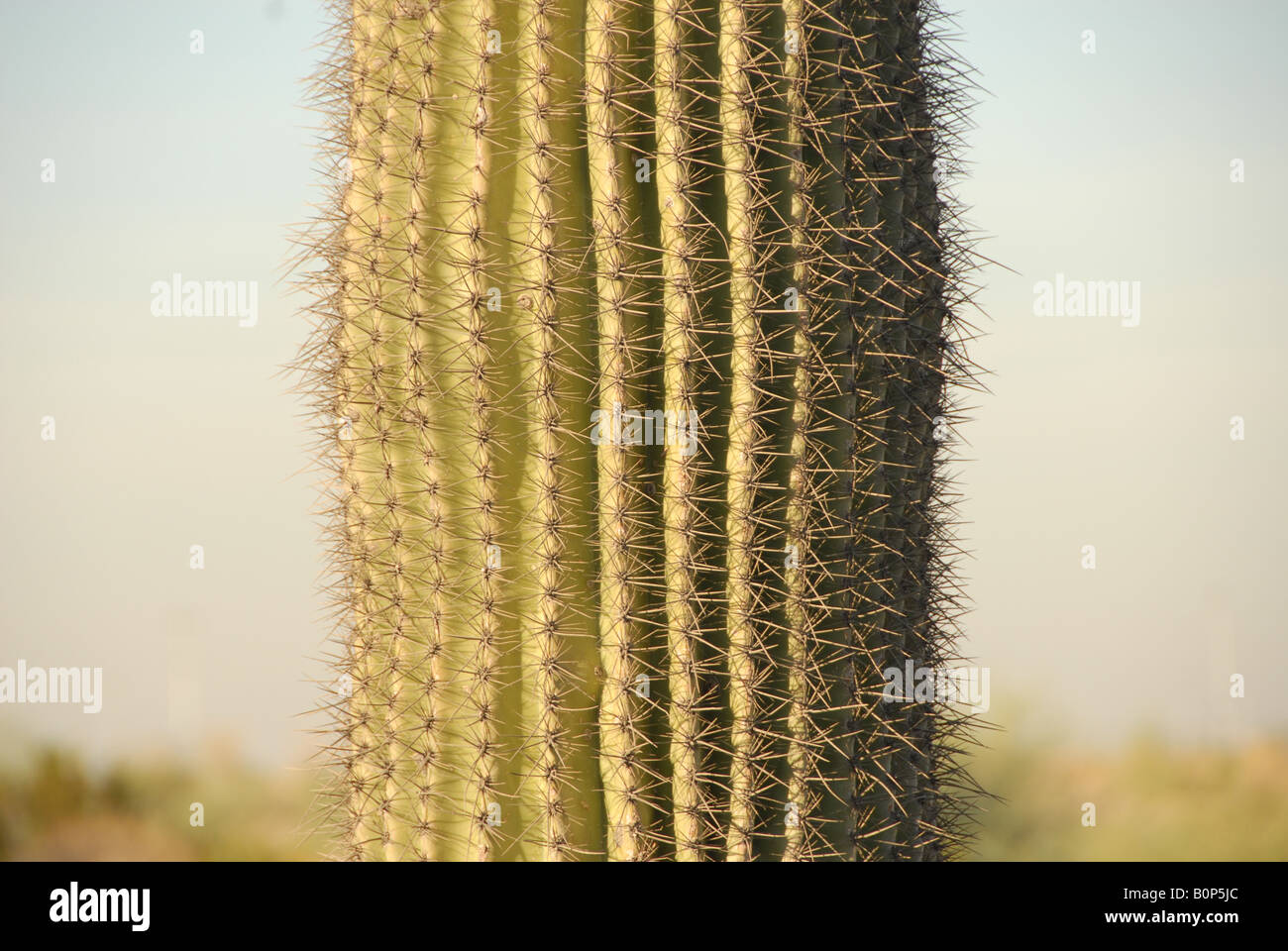 A closeup of a cactus in Arizona. Stock Photo