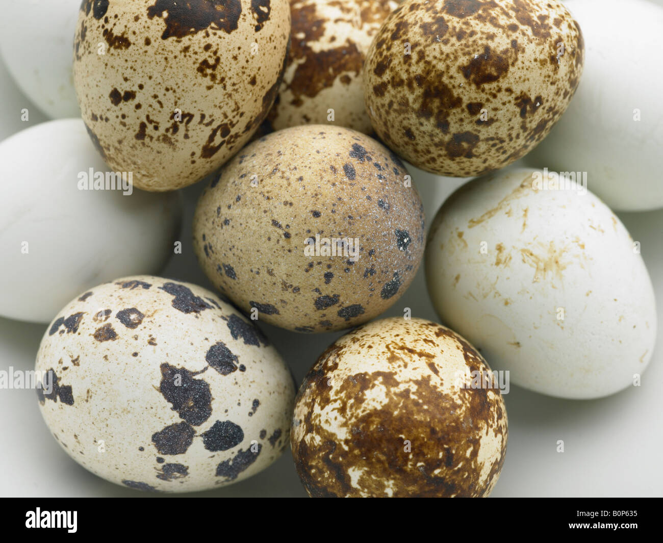 close up quail eggs with different pattens Stock Photo
