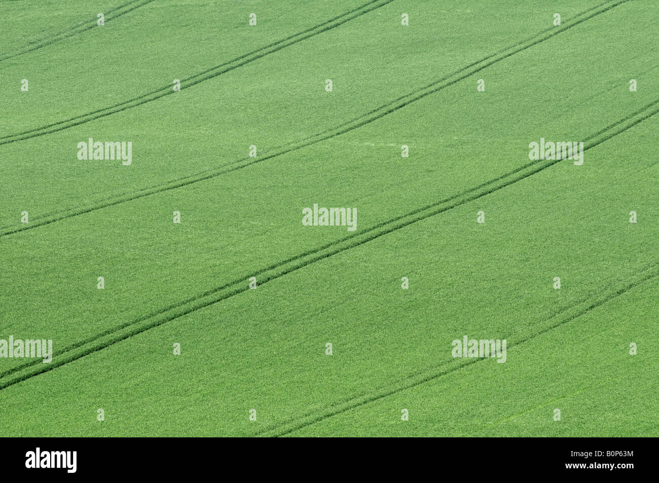 Green wheat field in spring Buckinghamshire UK Stock Photo