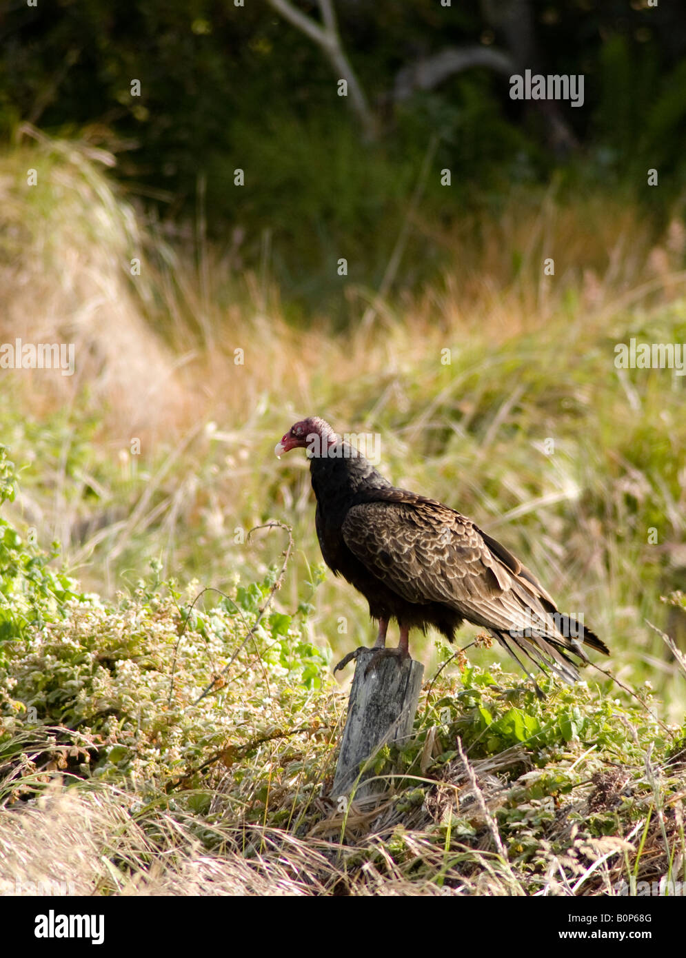 Turkey Vulture roosting on an old fence post at Point Reyes National