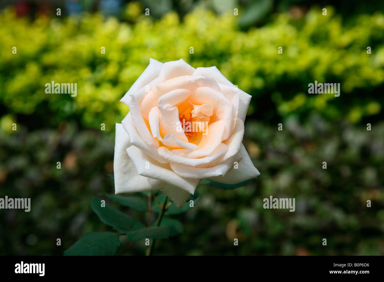 Humility rose flower hi-res stock photography and images - Alamy