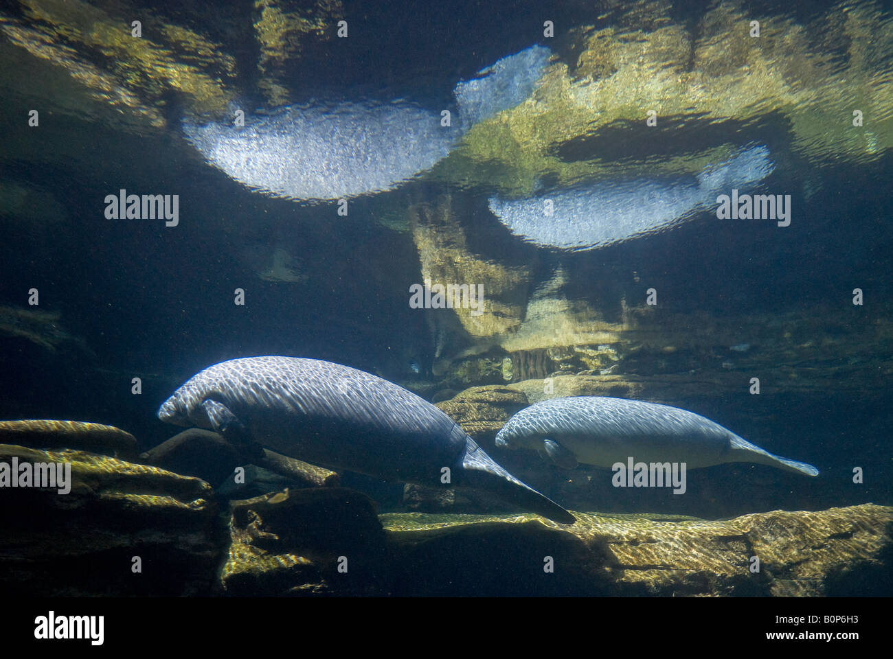 Floating West Indian manatees and their reflections in tank, Sea World, Orlando, Florida Stock ...