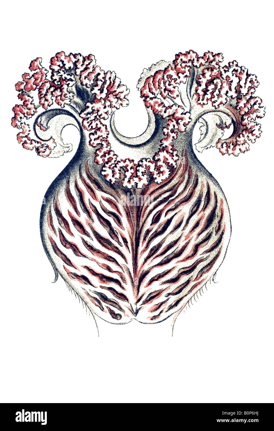 Anthomedusae Name Tiara pileata, stomach, Haeckel, art nouveau 20th century Europe Stock Photo